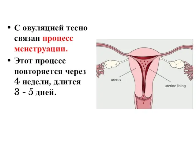 С овуляцией тесно связан процесс менструации. Этот процесс повторяется через 4