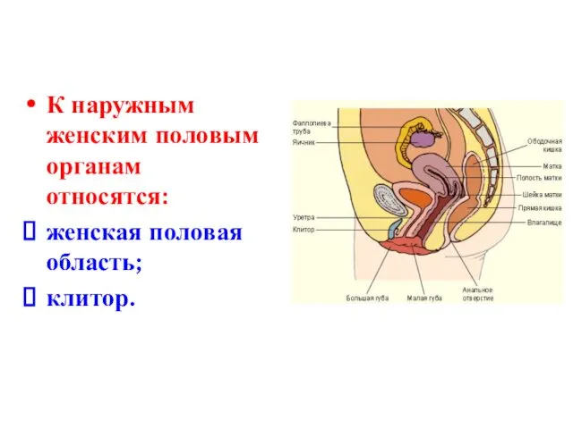 К наружным женским половым органам относятся: женская половая область; клитор.