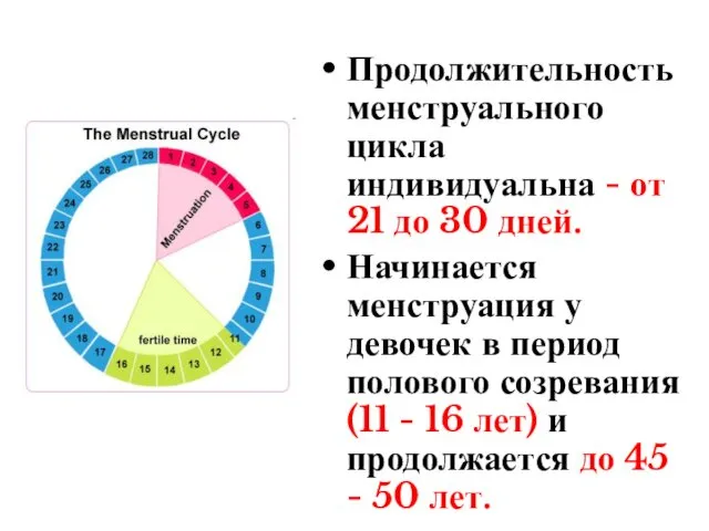 Продолжительность менструального цикла индивидуальна - от 21 до 30 дней. Начинается