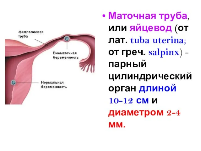 Маточная труба, или яйцевод (от лат. tuba uterina; от греч. salpinx)