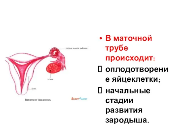 В маточной трубе происходит: оплодотворение яйцеклетки; начальные стадии развития зародыша.