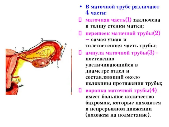 В маточной трубе различают 4 части: маточная часть(1) заключена в толщу