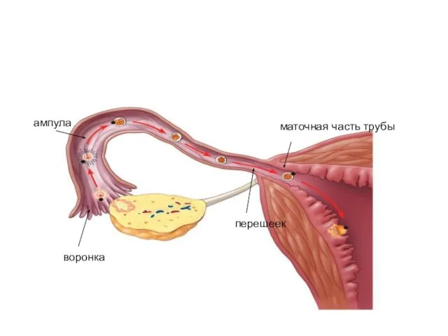 маточная часть трубы перешеек ампула воронка