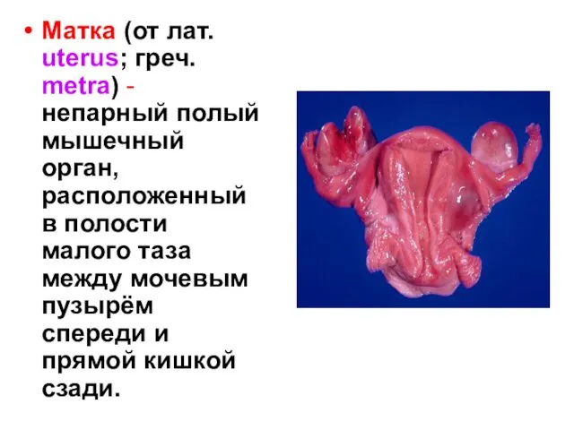 Матка (от лат. uterus; греч. metra) - непарный полый мышечный орган,