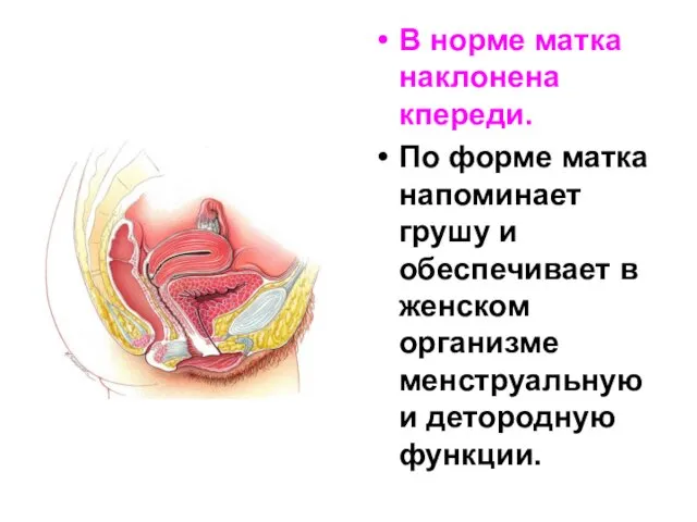 В норме матка наклонена кпереди. По форме матка напоминает грушу и