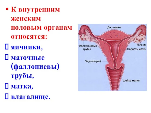 К внутренним женским половым органам относятся: яичники, маточные (фаллопиевы) трубы, матка, влагалище.