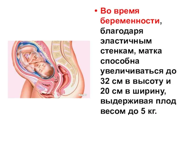 Во время беременности, благодаря эластичным стенкам, матка способна увеличиваться до 32