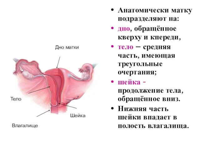 Анатомически матку подразделяют на: дно, обращённое кверху и кпереди, тело –