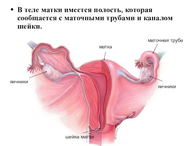 В теле матки имеется полость, которая сообщается с маточными трубами и