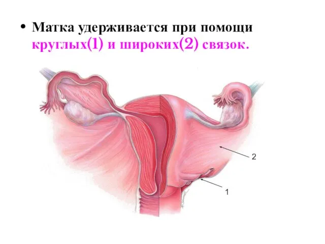 Матка удерживается при помощи круглых(1) и широких(2) связок. 1 2