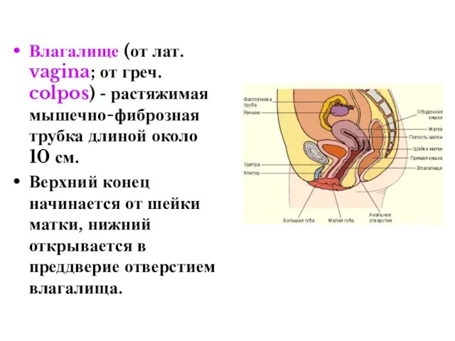 Влагалище (от лат. vagina; от греч. colpos) - растяжимая мышечно-фиброзная трубка