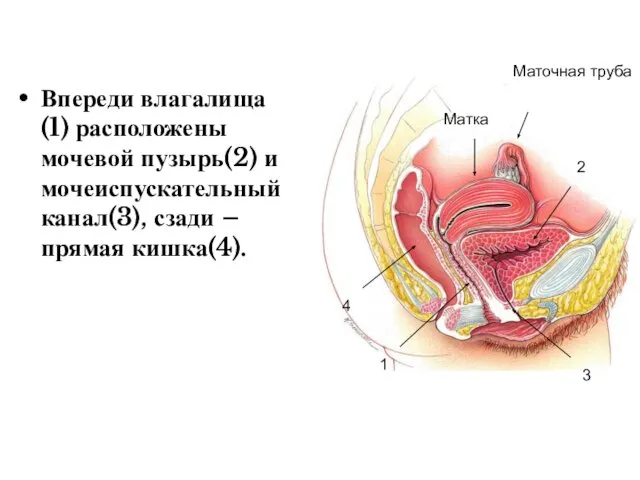 Впереди влагалища(1) расположены мочевой пузырь(2) и мочеиспускательный канал(3), сзади – прямая