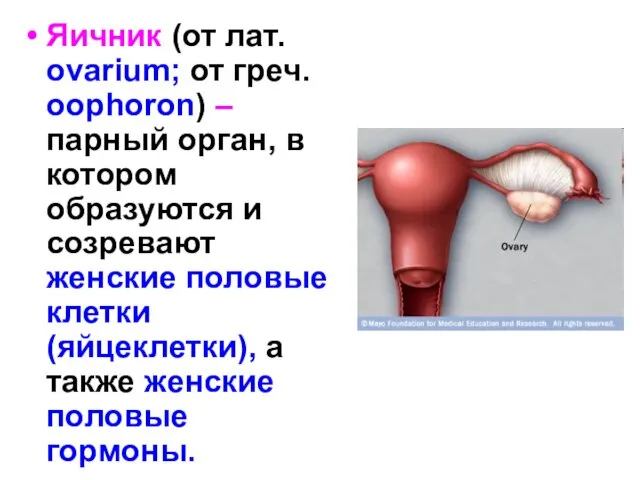 Яичник (от лат. ovarium; от греч. oophoron) – парный орган, в