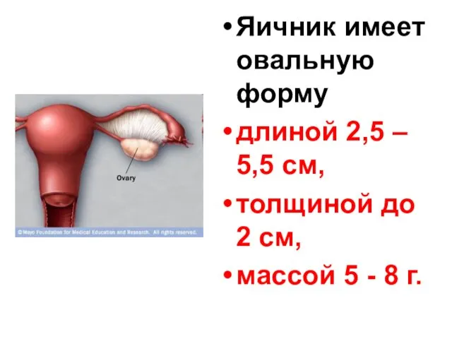 Яичник имеет овальную форму длиной 2,5 – 5,5 см, толщиной до