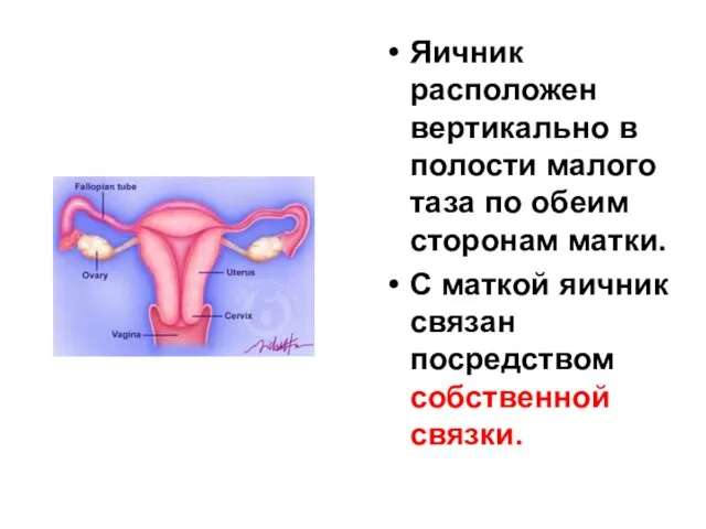 Яичник расположен вертикально в полости малого таза по обеим сторонам матки.