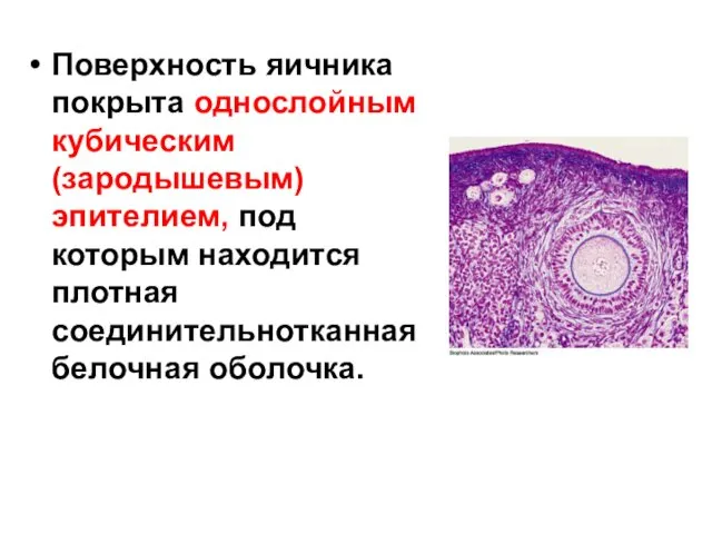 Поверхность яичника покрыта однослойным кубическим (зародышевым) эпителием, под которым находится плотная соединительнотканная белочная оболочка.