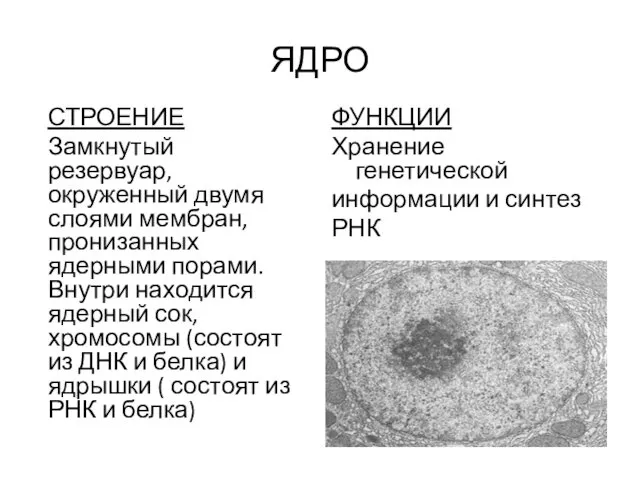 ЯДРО СТРОЕНИЕ Замкнутый резервуар, окруженный двумя слоями мембран, пронизанных ядерными порами.