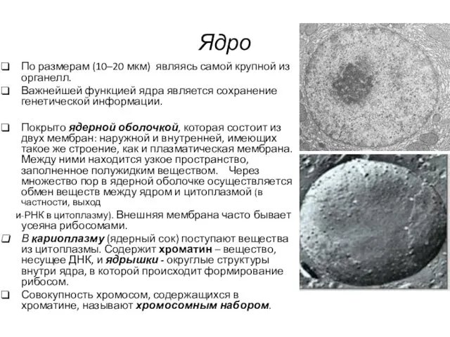 Ядро По размерам (10–20 мкм) являясь самой крупной из органелл. Важнейшей