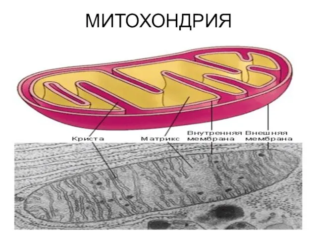 МИТОХОНДРИЯ