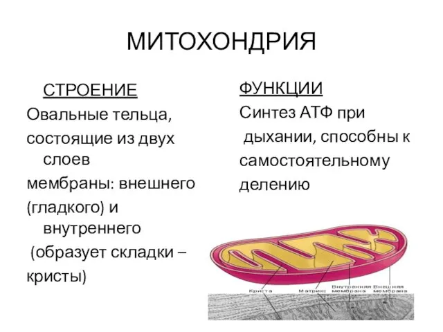 МИТОХОНДРИЯ СТРОЕНИЕ Овальные тельца, состоящие из двух слоев мембраны: внешнего (гладкого)