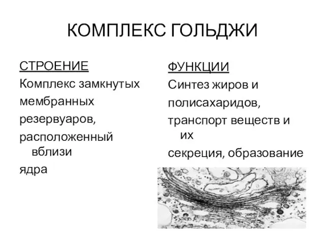 КОМПЛЕКС ГОЛЬДЖИ СТРОЕНИЕ Комплекс замкнутых мембранных резервуаров, расположенный вблизи ядра ФУНКЦИИ