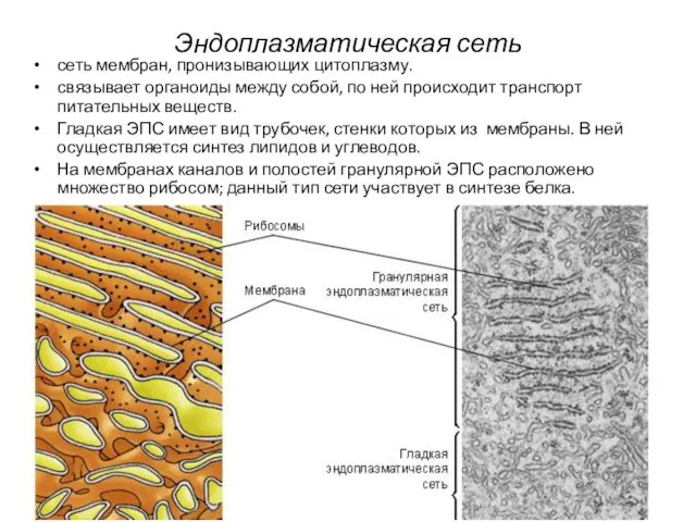 Эндоплазматическая сеть сеть мембран, пронизывающих цитоплазму. связывает органоиды между собой, по