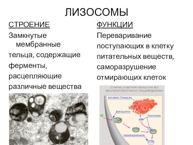 ЛИЗОСОМЫ СТРОЕНИЕ Замкнутые мембранные тельца, содержащие ферменты, расцепляющие различные вещества клетки