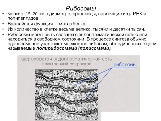 Рибосомы мелкие (15–20 нм в диаметре) органоиды, состоящие из р-РНК и