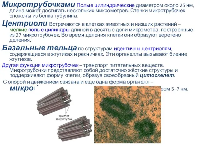 Микротрубочками Полые цилиндрические диаметром около 25 нм, длина может достигать нескольких