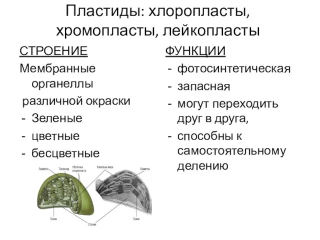 Пластиды: хлоропласты, хромопласты, лейкопласты СТРОЕНИЕ Мембранные органеллы различной окраски Зеленые цветные