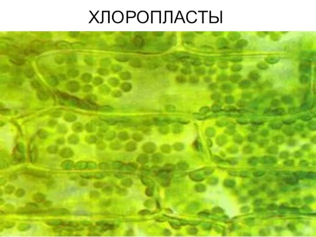 ХЛОРОПЛАСТЫ