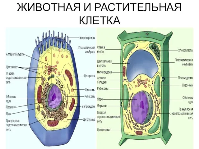 ЖИВОТНАЯ И РАСТИТЕЛЬНАЯ КЛЕТКА