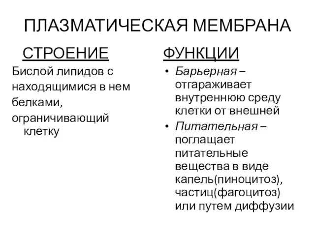 ПЛАЗМАТИЧЕСКАЯ МЕМБРАНА СТРОЕНИЕ Бислой липидов с находящимися в нем белками, ограничивающий