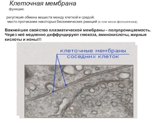 Клеточная мембрана функции: регуляция обмена веществ между клеткой и средой; место