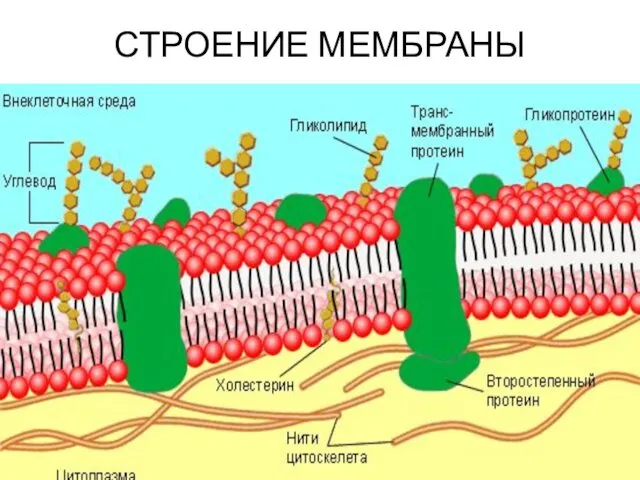 СТРОЕНИЕ МЕМБРАНЫ