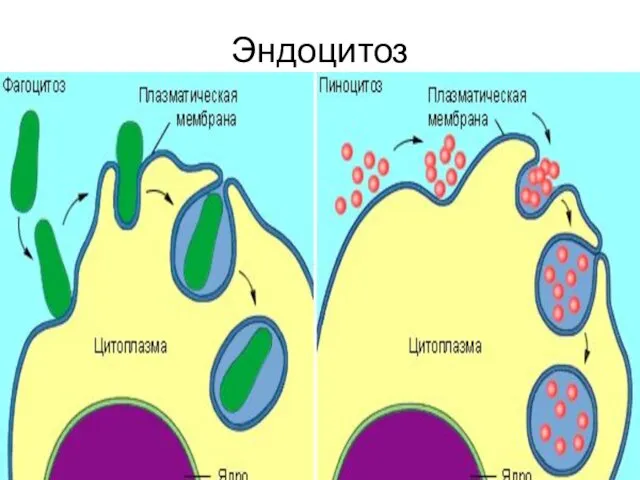 Эндоцитоз