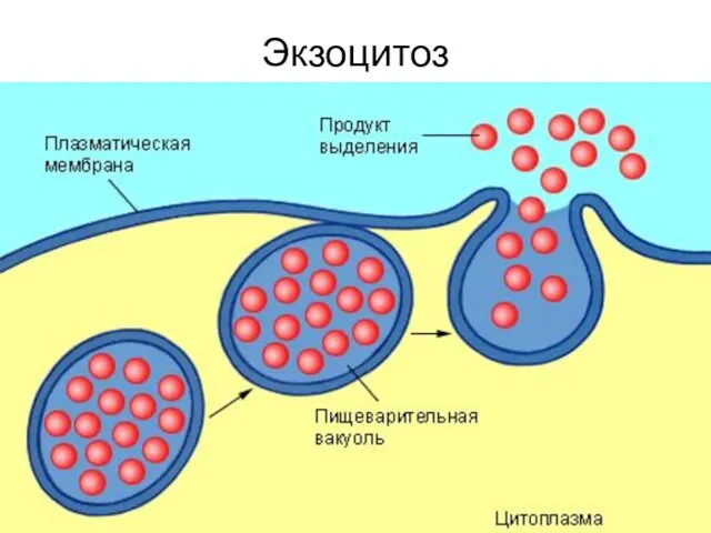 Экзоцитоз