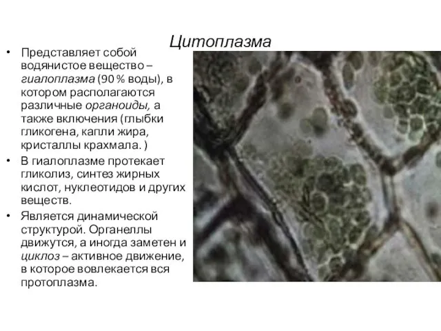 Цитоплазма Представляет собой водянистое вещество – гиалоплазма (90 % воды), в