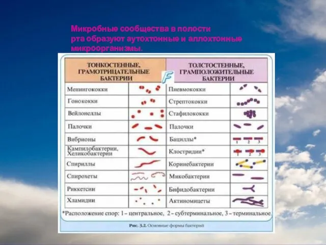 Микробные сообщества в полости рта образуют аутохтонные и аллохтонные микроорганизмы.