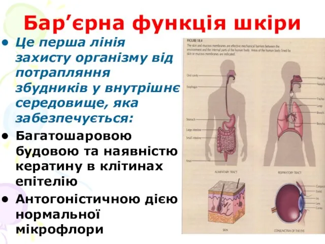 Бар’єрна функція шкіри Це перша лінія захисту організму від потрапляння збудників