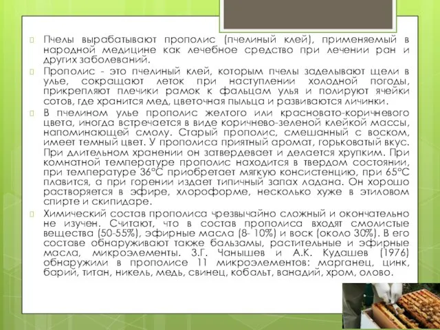 Пчелы вырабатывают прополис (пчелиный клей), применяемый в народной медицине как лечебное