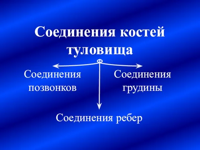 Соединения костей туловища Соединения позвонков Соединения ребер Соединения грудины