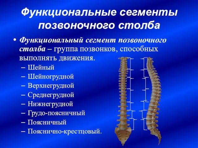 Функциональные сегменты позвоночного столба Функциональный сегмент позвоночного столба – группа позвонков,