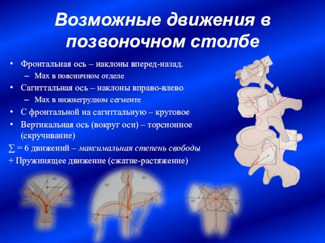 Возможные движения в позвоночном столбе Фронтальная ось – наклоны вперед-назад. Max