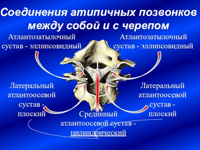 Соединения атипичных позвонков между собой и с черепом Срединный атлантоосевой сустав