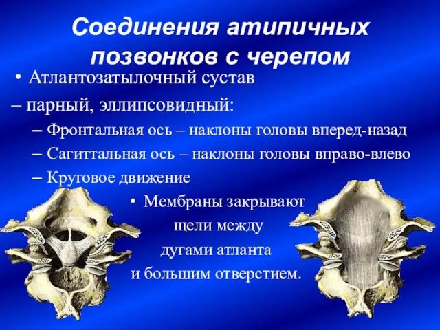 Соединения атипичных позвонков с черепом Атлантозатылочный сустав – парный, эллипсовидный: Фронтальная