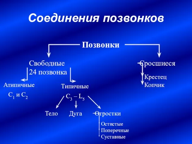 Соединения позвонков Позвонки Свободные 24 позвонка Сросшиеся Крестец Копчик Атипичные Типичные