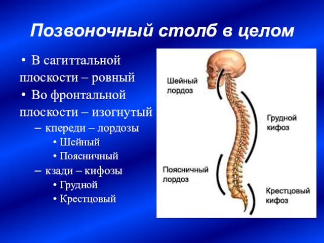 Позвоночный столб в целом В сагиттальной плоскости – ровный Во фронтальной