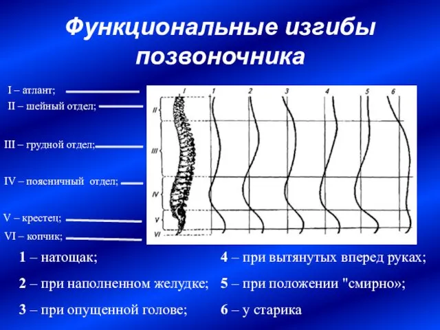 Функциональные изгибы позвоночника 1 – натощак; 2 – при наполненном желудке;