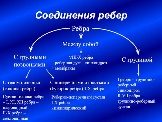 Соединения ребер С грудными позвонками С грудиной Между собой Ребра С